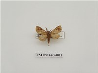 藏品(端扇舟蛾)的圖片